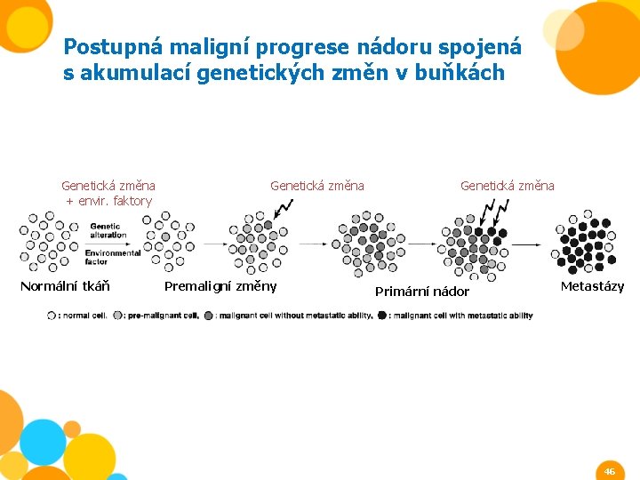 Postupná maligní progrese nádoru spojená s akumulací genetických změn v buňkách Genetická změna +