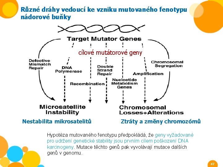 Různé dráhy vedoucí ke vzniku mutovaného fenotypu nádorové buňky cílové mutátorové geny Nestabilita mikrosatelitů