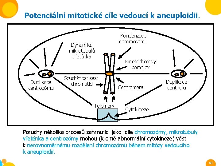 Potenciální mitotické cíle vedoucí k aneuploidii. Dynamika mikrotubulů vřeténka Duplikace centrozómu Soudržnost sest. chromatid