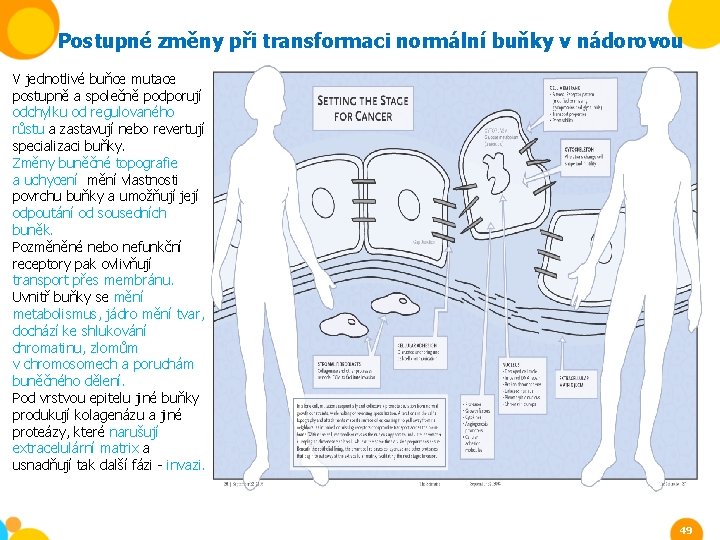 Postupné změny při transformaci normální buňky v nádorovou V jednotlivé buňce mutace postupně a