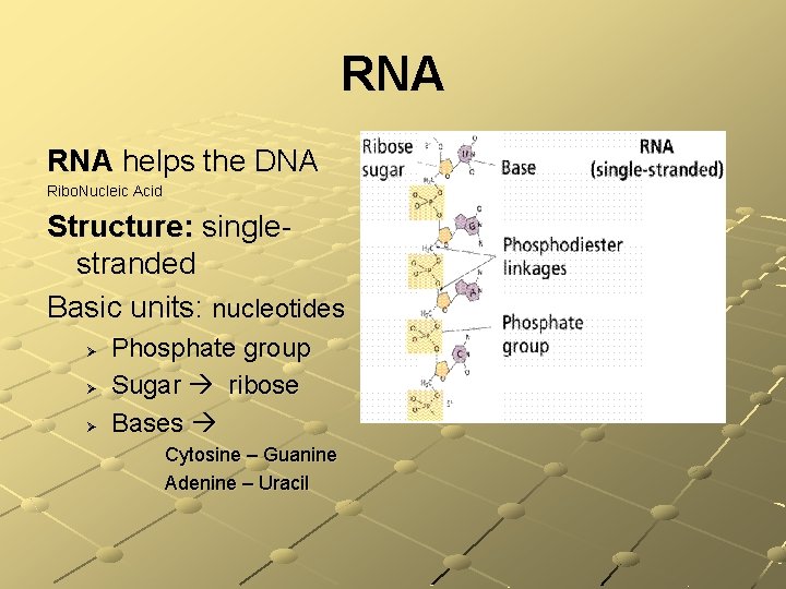 RNA helps the DNA Ribo. Nucleic Acid Structure: singlestranded Basic units: nucleotides Ø Ø