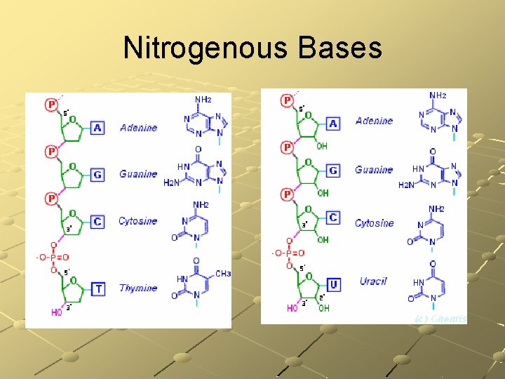 Nitrogenous Bases 