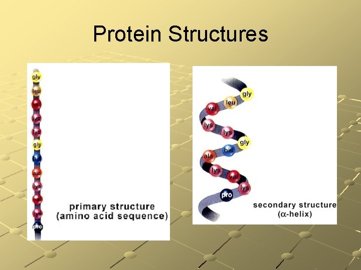 Protein Structures 