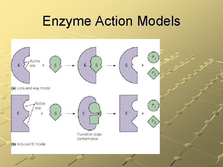 Enzyme Action Models 