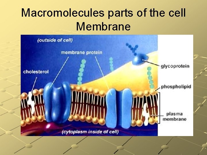Macromolecules parts of the cell Membrane 