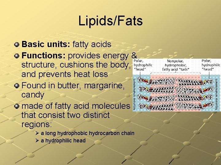 Lipids/Fats Basic units: fatty acids Functions: provides energy & structure, cushions the body, and