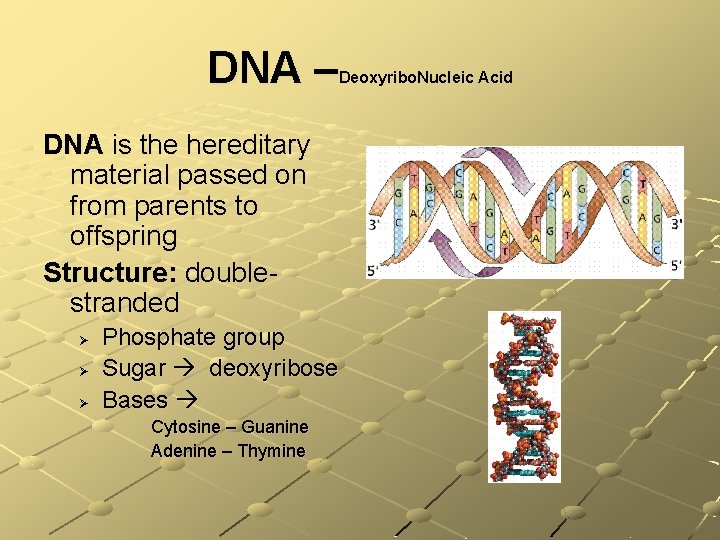 DNA – Deoxyribo. Nucleic Acid DNA is the hereditary material passed on from parents