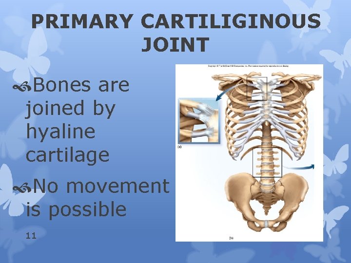 PRIMARY CARTILIGINOUS JOINT Bones are joined by hyaline cartilage No movement is possible 11
