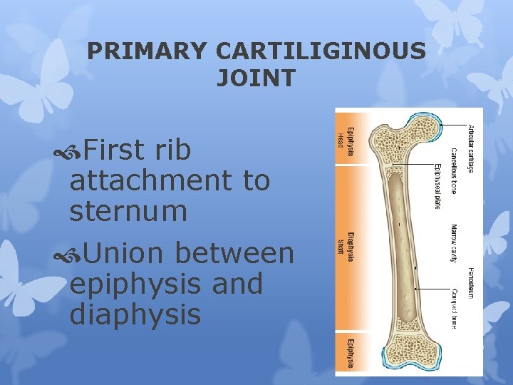 PRIMARY CARTILIGINOUS JOINT First rib attachment to sternum Union between epiphysis and diaphysis 