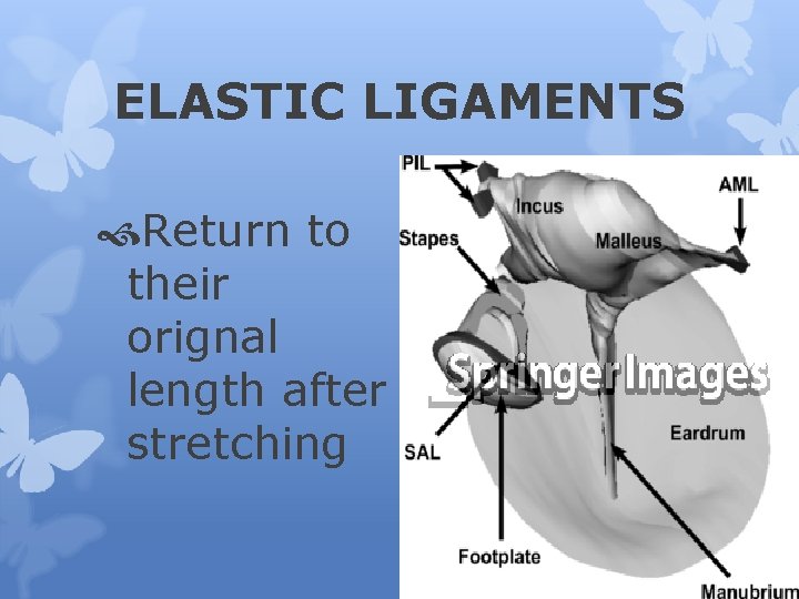 ELASTIC LIGAMENTS Return to their orignal length after stretching 