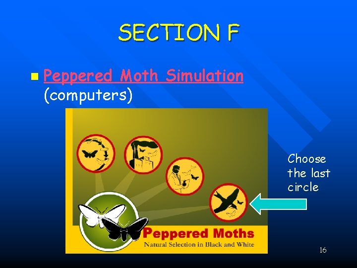 SECTION F n Peppered Moth Simulation (computers) Choose the last circle 16 