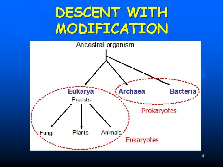 DESCENT WITH MODIFICATION 4 