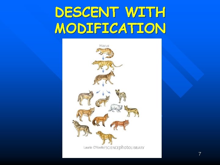 DESCENT WITH MODIFICATION 7 