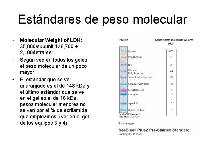 Estándares de peso molecular • • • Molecular Weight of LDH: 35, 000/subunit 136,