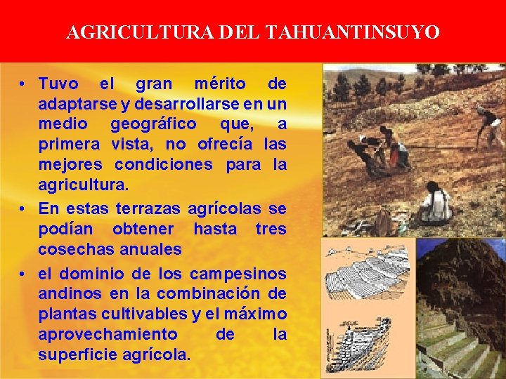 AGRICULTURA DEL TAHUANTINSUYO • Tuvo el gran mérito de adaptarse y desarrollarse en un