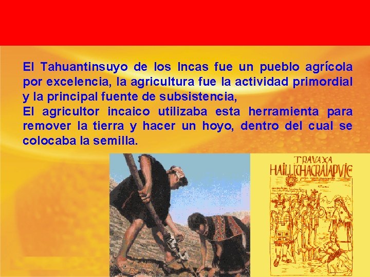 El Tahuantinsuyo de los Incas fue un pueblo agrícola por excelencia, la agricultura fue