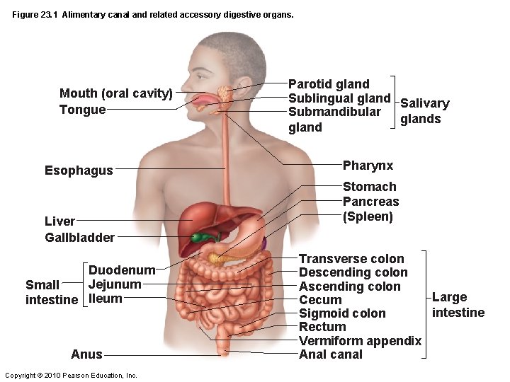Figure 23. 1 Alimentary canal and related accessory digestive organs. Mouth (oral cavity) Tongue