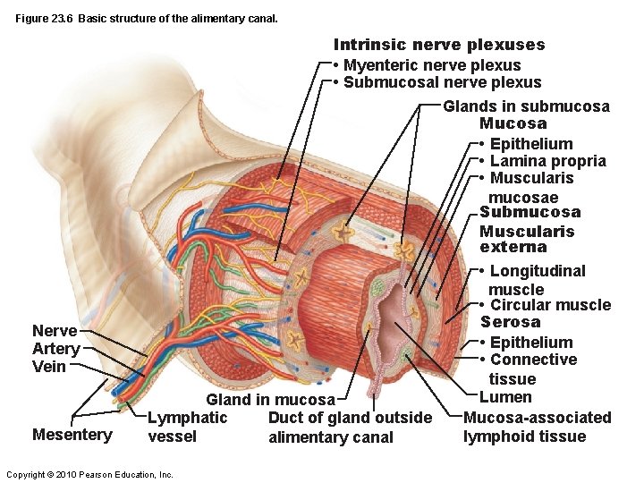 Figure 23. 6 Basic structure of the alimentary canal. Intrinsic nerve plexuses • Myenteric