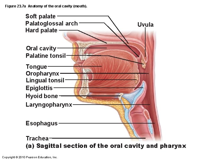Figure 23. 7 a Anatomy of the oral cavity (mouth). Soft palate Palatoglossal arch