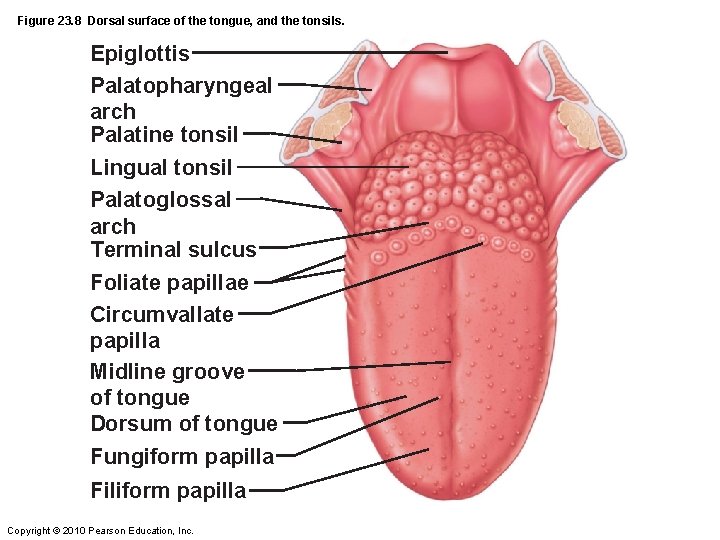 Figure 23. 8 Dorsal surface of the tongue, and the tonsils. Epiglottis Palatopharyngeal arch