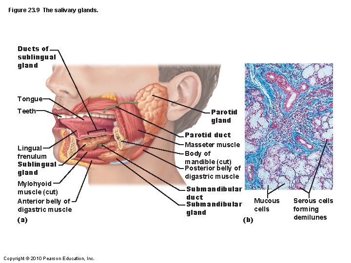 Figure 23. 9 The salivary glands. Ducts of sublingual gland Tongue Teeth Lingual frenulum