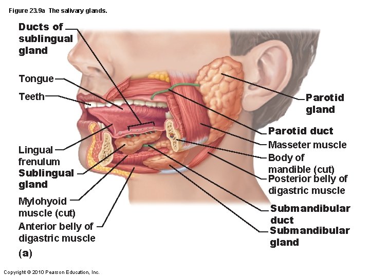 Figure 23. 9 a The salivary glands. Ducts of sublingual gland Tongue Teeth Lingual
