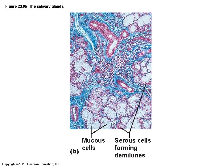 Figure 23. 9 b The salivary glands. (b) Copyright © 2010 Pearson Education, Inc.