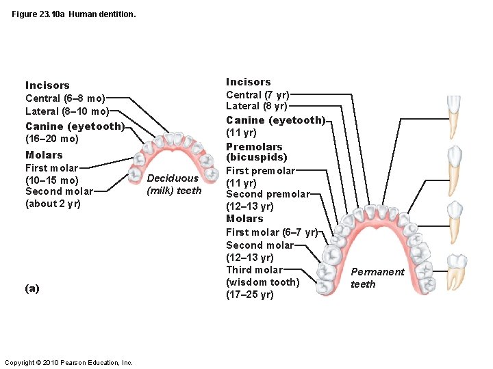 Figure 23. 10 a Human dentition. Incisors Central (6– 8 mo) Lateral (8– 10