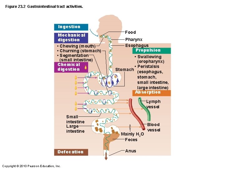 Figure 23. 2 Gastrointestinal tract activities. Ingestion Mechanical digestion • Chewing (mouth) • Churning