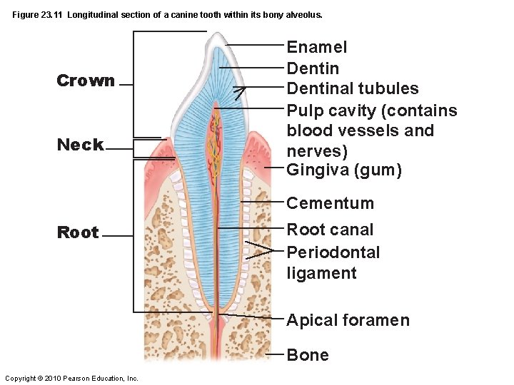 Figure 23. 11 Longitudinal section of a canine tooth within its bony alveolus. Crown