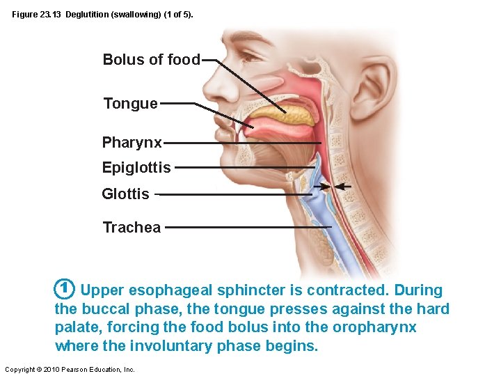 Figure 23. 13 Deglutition (swallowing) (1 of 5). Bolus of food Tongue Pharynx Epiglottis