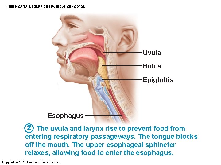 Figure 23. 13 Deglutition (swallowing) (2 of 5). Uvula Bolus Epiglottis Esophagus 2 The