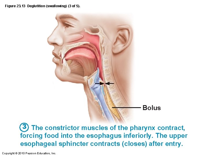 Figure 23. 13 Deglutition (swallowing) (3 of 5). Bolus 3 The constrictor muscles of