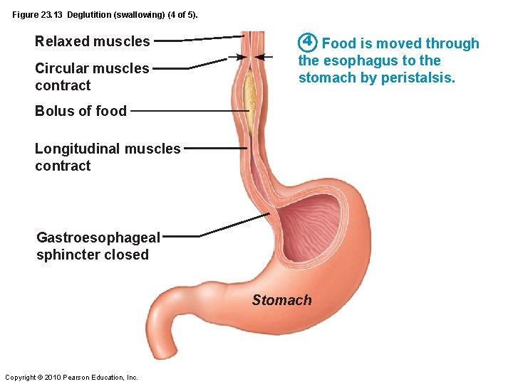 Figure 23. 13 Deglutition (swallowing) (4 of 5). Relaxed muscles Circular muscles contract 4