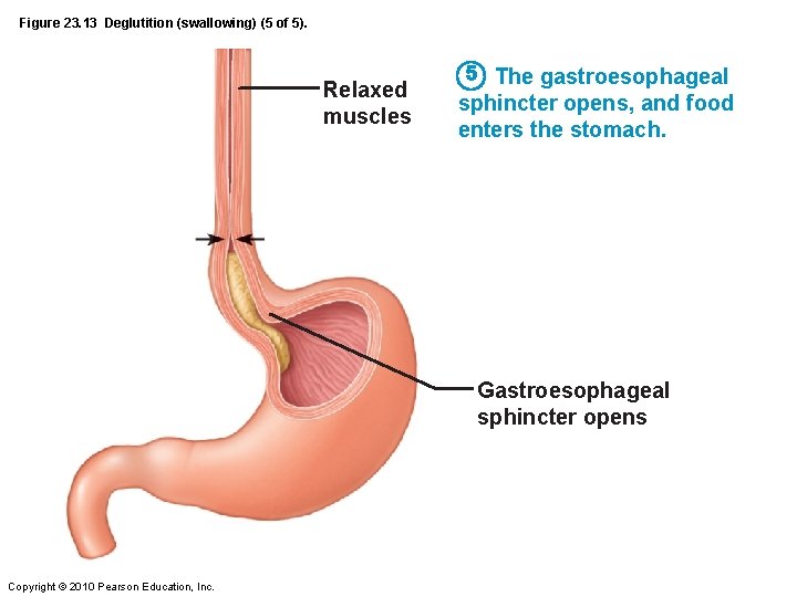 Figure 23. 13 Deglutition (swallowing) (5 of 5). Relaxed muscles 5 The gastroesophageal sphincter
