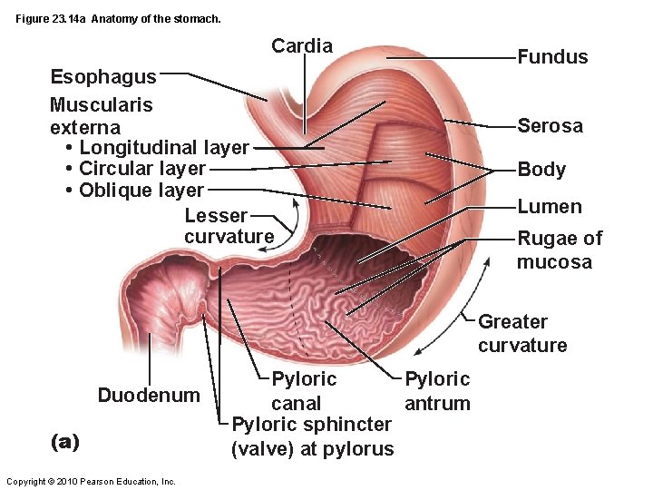 Figure 23. 14 a Anatomy of the stomach. Cardia Esophagus Muscularis externa • Longitudinal