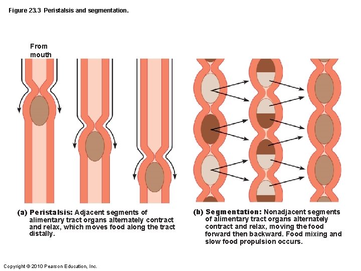 Figure 23. 3 Peristalsis and segmentation. From mouth (a) Peristalsis: Adjacent segments of alimentary