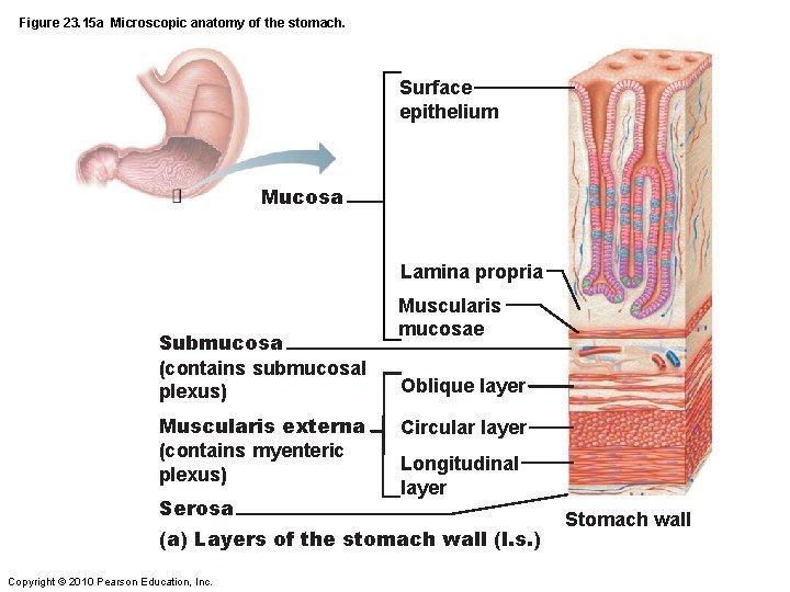 Figure 23. 15 a Microscopic anatomy of the stomach. Surface epithelium Mucosa Lamina propria