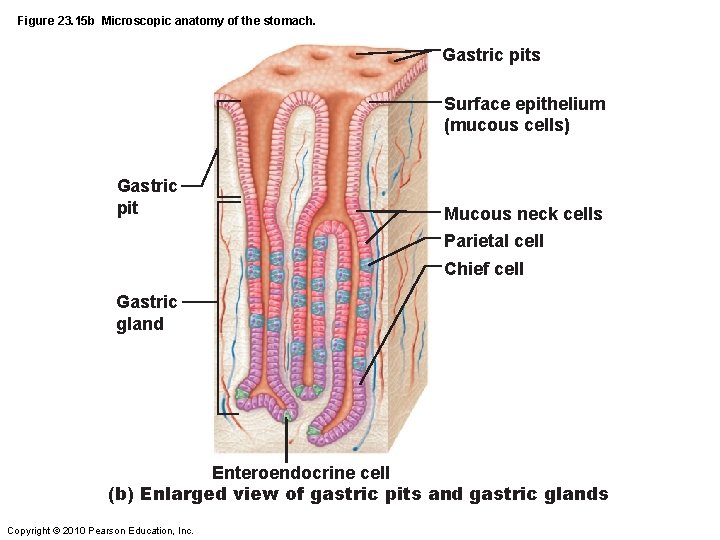 Figure 23. 15 b Microscopic anatomy of the stomach. Gastric pits Surface epithelium (mucous