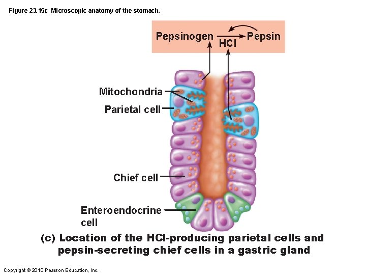 Figure 23. 15 c Microscopic anatomy of the stomach. Pepsinogen HCl Pepsin Mitochondria Parietal