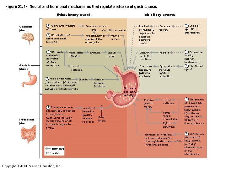 Figure 23. 17 Neural and hormonal mechanisms that regulate release of gastric juice. Stimulatory