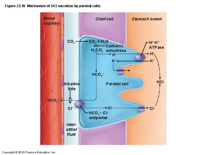 Figure 23. 18 Mechanism of HCl secretion by parietal cells. Blood capillary Chief cell