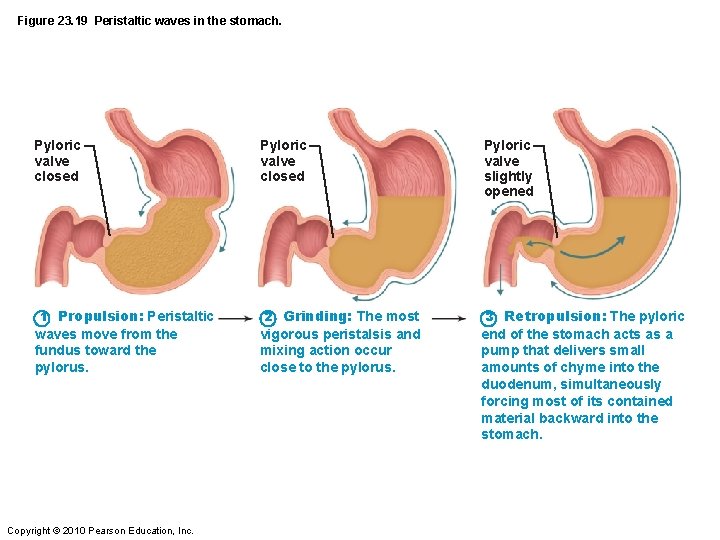 Figure 23. 19 Peristaltic waves in the stomach. Pyloric valve closed 1 Propulsion: Peristaltic