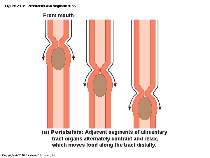 Figure 23. 3 a Peristalsis and segmentation. From mouth (a) Peristalsis: Adjacent segments of