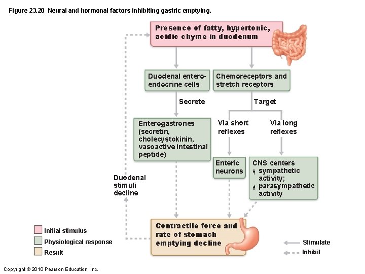 Figure 23. 20 Neural and hormonal factors inhibiting gastric emptying. Presence of fatty, hypertonic,