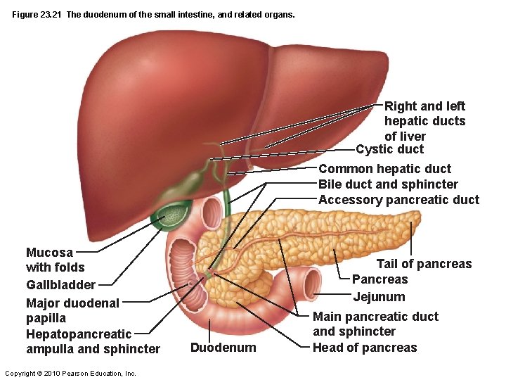 Figure 23. 21 The duodenum of the small intestine, and related organs. Right and