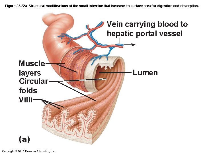 Figure 23. 22 a Structural modifications of the small intestine that increase its surface