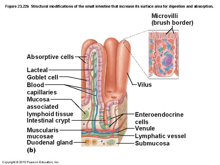 Figure 23. 22 b Structural modifications of the small intestine that increase its surface