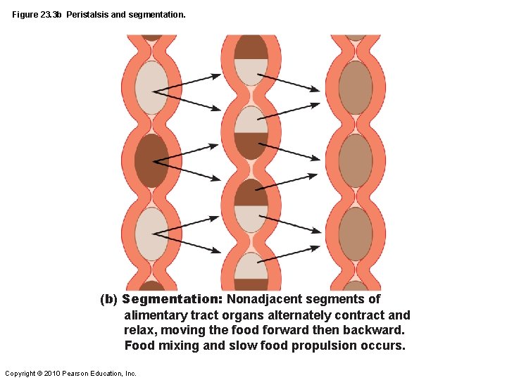 Figure 23. 3 b Peristalsis and segmentation. (b) Segmentation: Nonadjacent segments of alimentary tract