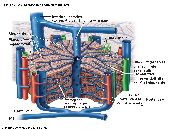 Figure 23. 25 c Microscopic anatomy of the liver. Interlobular veins (to hepatic vein)
